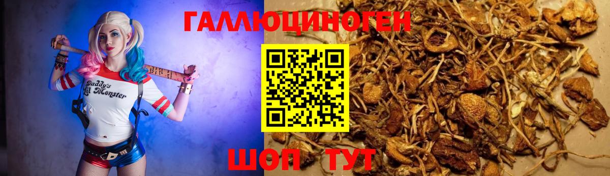Галлюциногенные грибы Psilocybe Павловский Посад